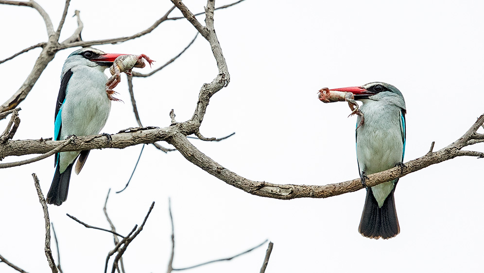 Woodland Kingfisher